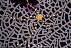 Pretty banded brittlestar on a sea fan. by Jason Croop 